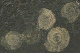 Dactylioceras Ammonite Cluster - Posidonia Shale, Germany #242679-2